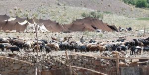 پرورش گوسفند مقاوم به بیماری‌ها و خشکسالی در میامی