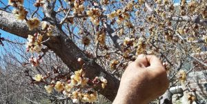 سرما به ۳۶۰۰ هکتار از باغ‌های زردآلو در شاهرود آسیب زد