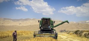 بیش از یکهزار تن بذر گندم بین کشاورزان سمنانی توزیع می‌شود
