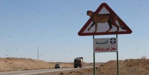 یگان محیط‌زیست برای حفاظت از یوزپلنگ‌ها در جاده تهران _مشهد مستقر می‌شود