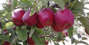 دومین جشنواره گردشگری «سیب» در اروانه برگزار می‌شود