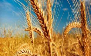 امسال بیش از ۱۰۲ هزار تن گندم از اراضی کشاورزی استان سمنان برداشت شد