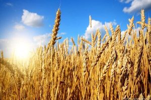 ۱۰۲ هزار تن گندم از اراضی کشاورزی استان سمنان برداشت شد