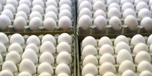 کشف ۳۵۰۰ کیلوگرم تخم مرغ فاقد مجوز در شاهرود