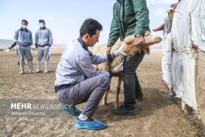 ۳۰۰ نفر در رزمایش دامپزشکی استان سمنان حضور دارند