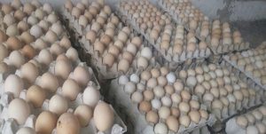 کشف بیش از ۳ تن تخم ‌مرغ فاقد مجوز در میامی