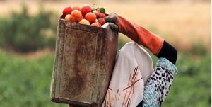 تلاش برای احیای اقتصاد روستا/ زنان روستایی در میامی آموزش می‌بینند