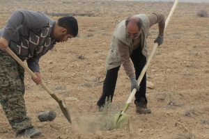 کاشت ۵۷۰ نهال در میامی بدل از جرایم قضایی