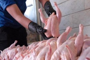 توزیع گوشت و مرغ منجمد در استان سمنان آغاز شد