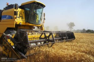 ۱۸ هزار تن گندم از کشاورزان استان سمنان خریداری شد