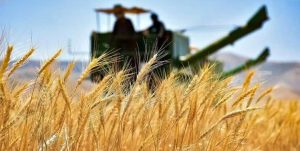 رشد ۱۵ درصدی خرید گندم در سمنان