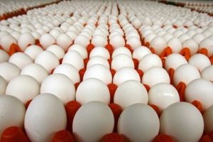۱۰۰ کارتن تخم مرغ احتکار شده در سمنان کشف و ضبط شد