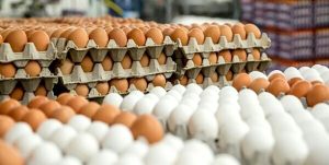 تولید روزانه تخم مرغ در سمنان به ۹۵ تن رسید