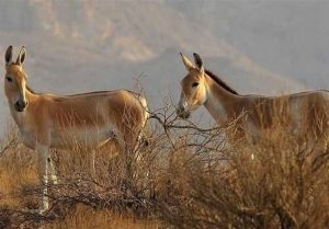 تولد گورخرهای پارک ملی کویر سمنان نویدبخش خروج از انقراض است