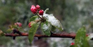 سرمازدگی به باغ‌ها و اراضی زراعی ۷ شهرستان سمنان خسارت زد