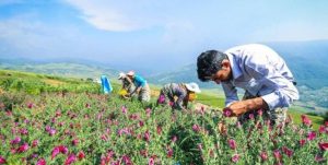 هشدار منابع طبیعی به برداشت بی‌رویه گیاهان دارویی/ برداشت از مراتع سمنان بدون مجوز ممنوع است