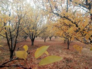 اولین خودنمایی پاییز در استان سمنان