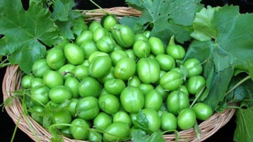 رییس جهاد کشاورزی گرمسار با اشاره به قیمت نوبرانه گوجه سبز به مبلغ هر کیلوگرم ۱۳ میلیون ریال گفت: حدود ۱۰۰ درصد محصول باغ‌های این محصول در این شهرستان صادراتی است.