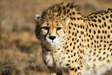 تخصیص اعتبار برای توسعه زیرساخت‌های ارتباطی و تامین برق در منطقه خارتوران شاهرود به منظور حفاظت و پایش یوزپلنگ آسیایی در خطر انقراض، در اولویت ارتباطات و فناوری اطلاعات استان سمنان قرار گرفت.