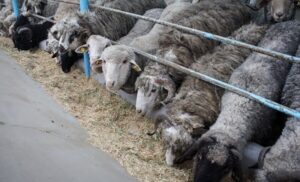 مهدیشهر به قطب ملی اصلاح و به‌نژاد ژنتیک دام تبدیل می‌شود