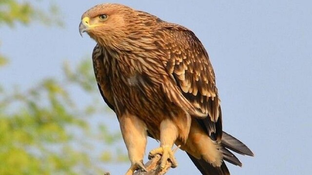 به گزارش پایگاه خبری صبح بخیر نیوز، سرهنگ علیرضا شائینی امروز ۱۰ خرداد با اعلام این خبر افزود: ماموران پلیس مبارزه با مواد مخدر به همراه کلانتری ۱۸ کلاته خیج پس از دریافت اطلاعاتی درباره نگهداری غیرمجاز دو بهله جوجه عقاب نایاب، موضوع را فوری در دستور کار قرار دادند و این پرندگان نادر را در یک منزل مسکونی کشف و ضبط کردند.