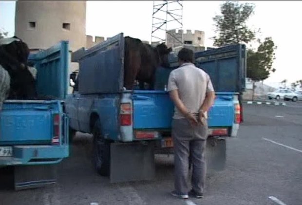 رئیس پلیس آگاهی استان سمنان از کشف و متلاشی شدن شبکه سازمان‌یافته سرقت احشام در شهرستان شاهرود خبر داد و گفت: این باند با اشراف اطلاعاتی و عملیات هدفمند مأموران انتظامی شناسایی و دستگیر شد.
