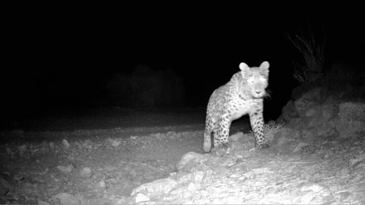 مدیرکل حفاظت محیط زیست استان سمنان از ثبت تصویر یک قلاده پلنگ ایرانی در پارک ملی صیدوا مهدیشهر خبر داد و گفت: مشاهده این گونه ارزشمند، بیانگر پویایی اکوسیستم و غنای زیستگاهی این منطقه حفاظت‌شده است.